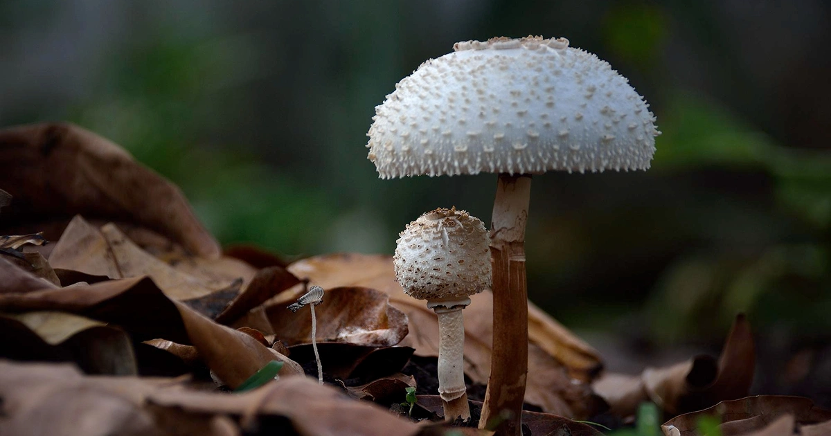 Two white mushrooms with textured caps grow among brown fallen leaves. The larger mushroom towers over the smaller one. The background is out of focus, showing green and brown tones in a natural setting.